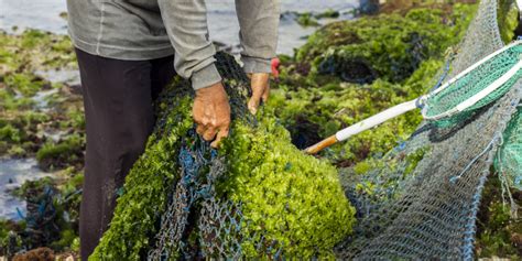 The Environmental Impact of Magic Seaweed Harvesting in Coos Bay